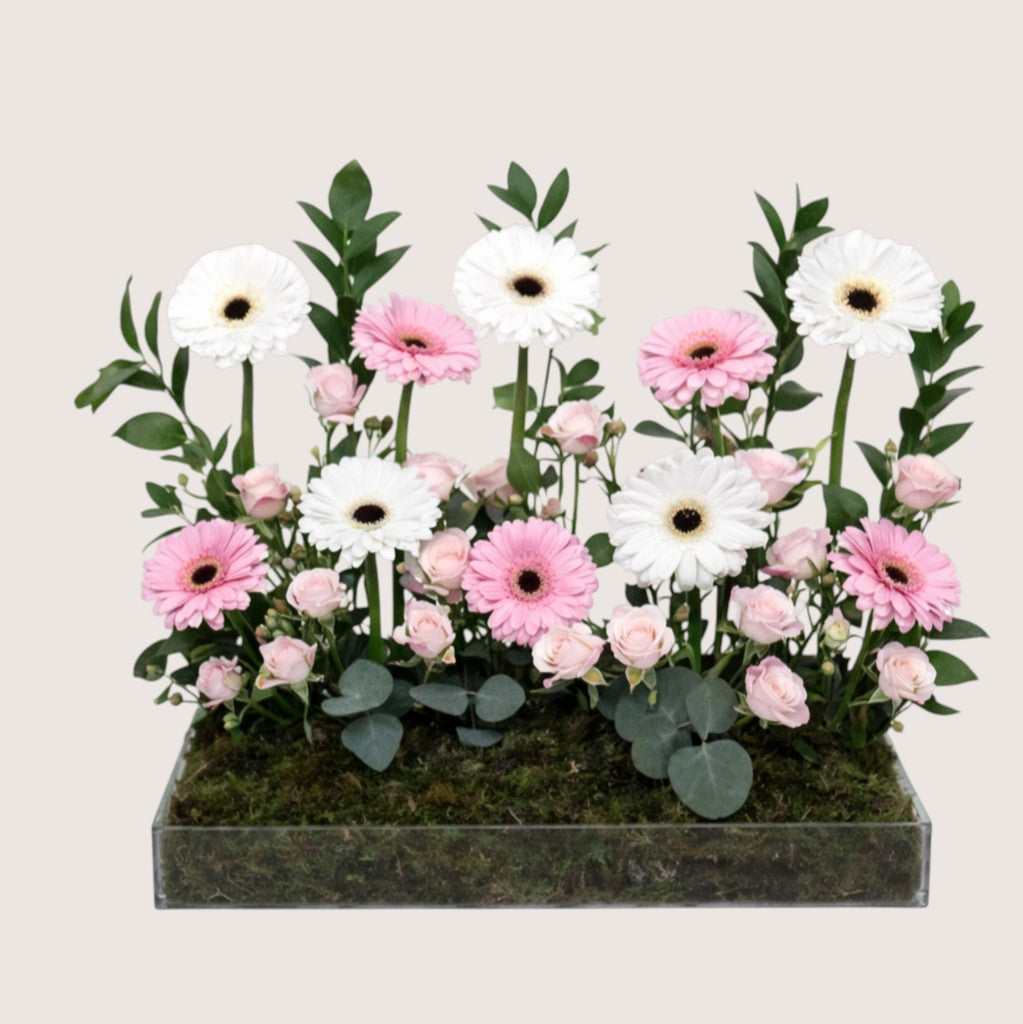 Gerberas