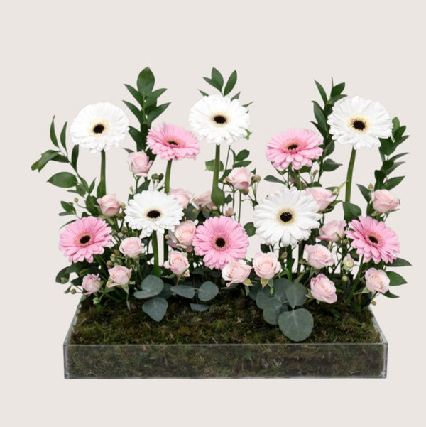 Gerberas