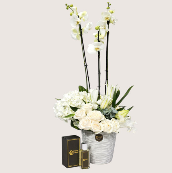 Orchid Plants