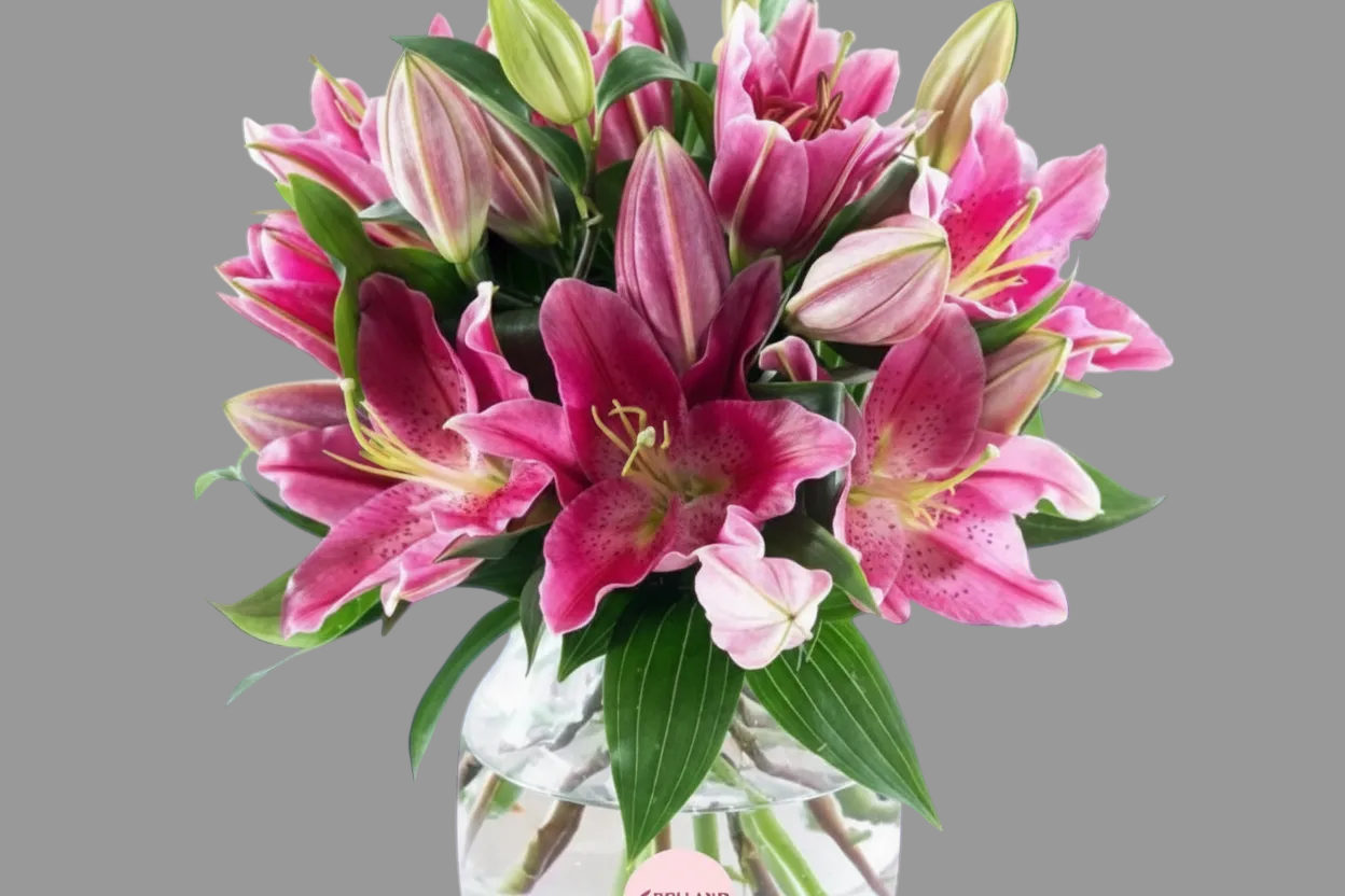 Bowl Vase Pink lilum
