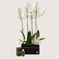 Holland Double Plants 4