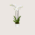 Holland Orchid 11