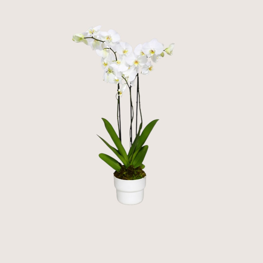 Holland Orchid 11