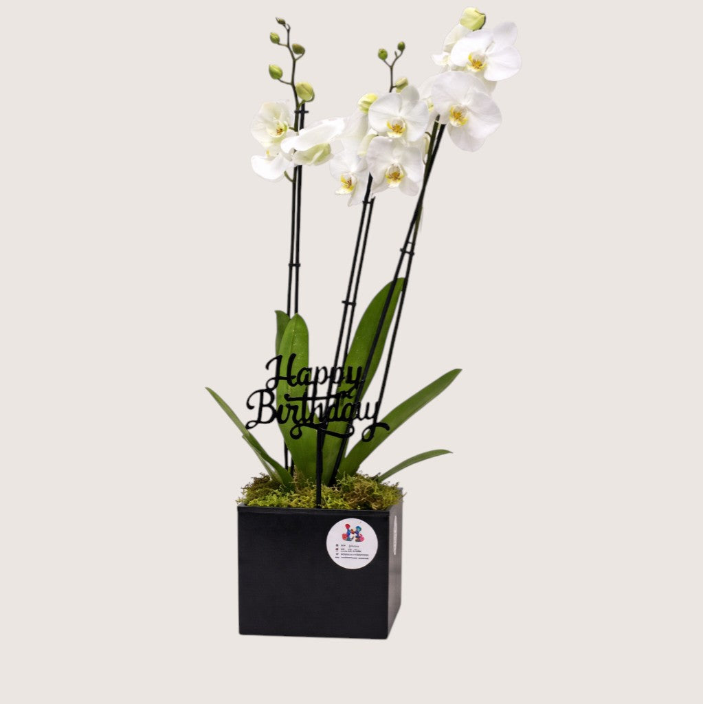 Holland Orchid B22