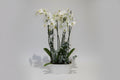 Holland orchid plant 2