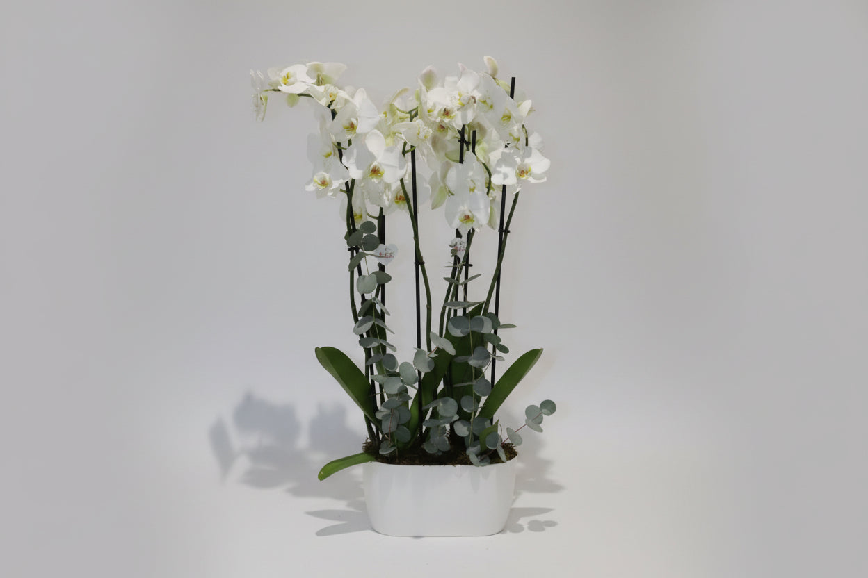 Holland orchid plant 2