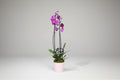 Orchid Plant Flowers 01