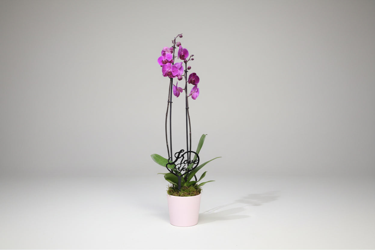 Orchid Plant Flowers 01