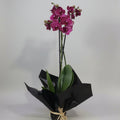 purple orchids plant