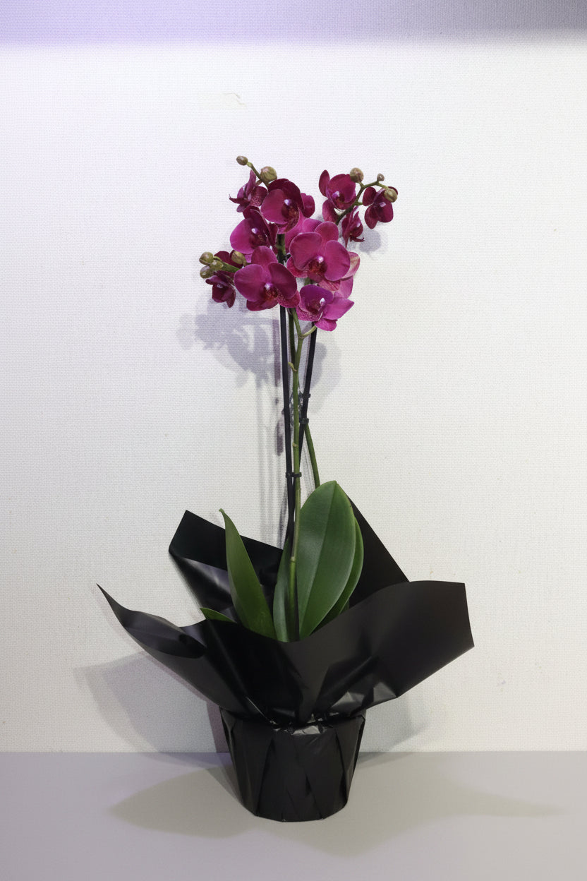 purple orchids plant
