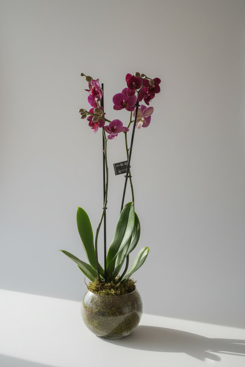 purple orchids vase
