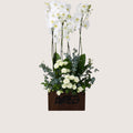 New Double Plant -01