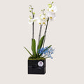 Orchid Black Box 2