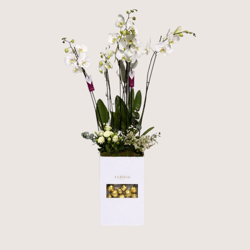 Orchid Double Plants 1