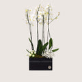 Orchid Double Plants 2