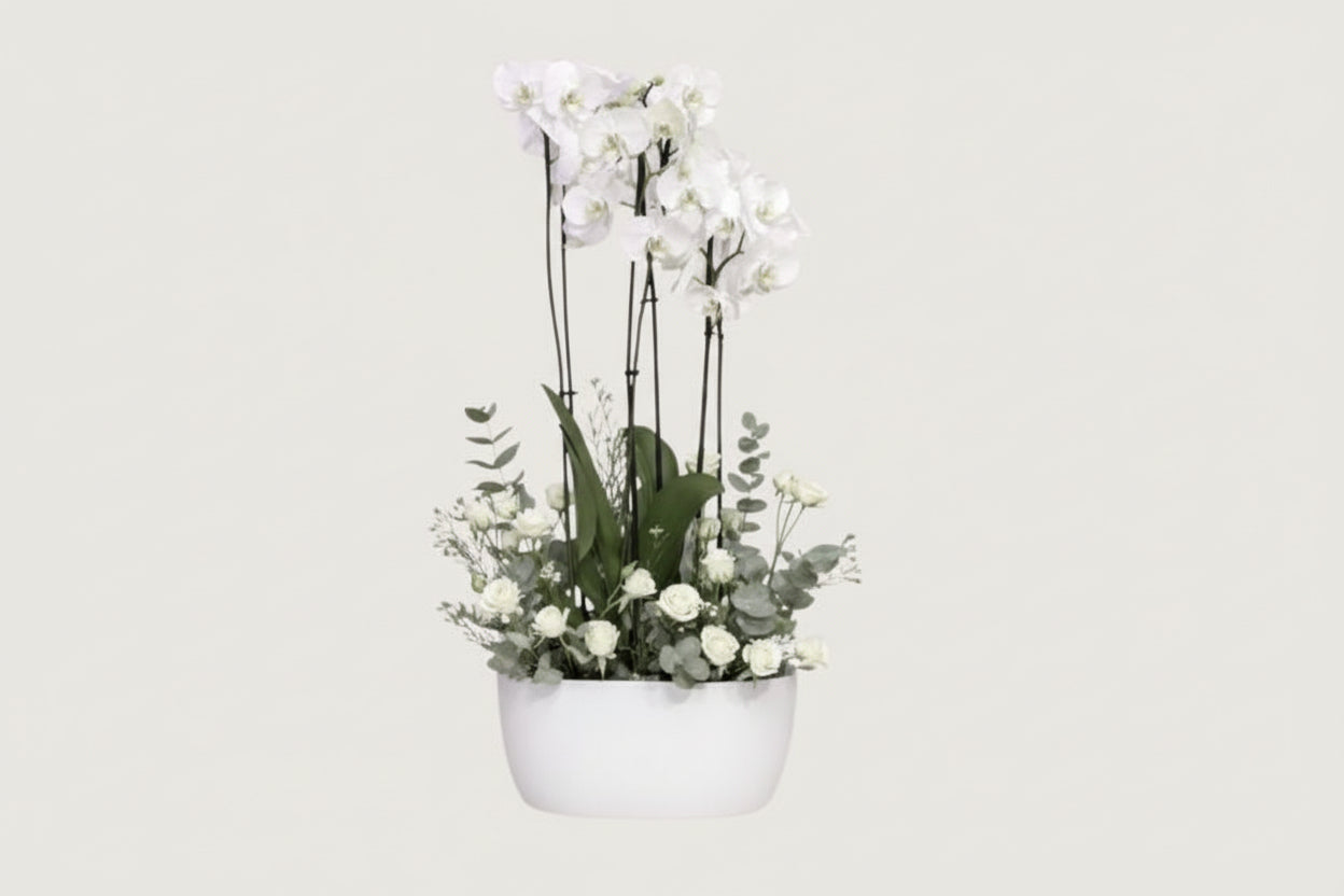 holland orchid plant3