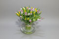 mix 50 tulips vase